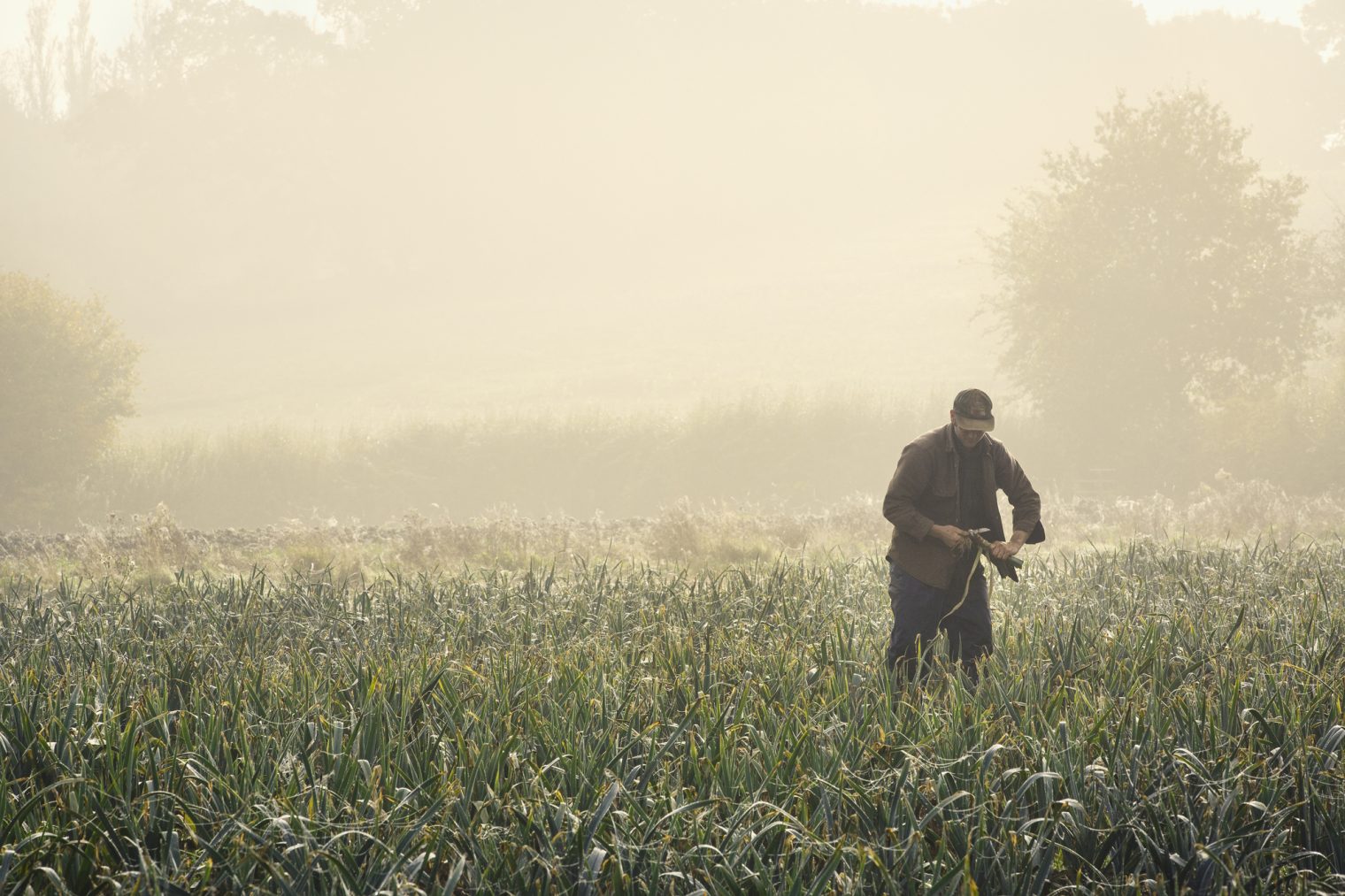 Pink Lady Food Photography Finalist 2017, Early Start in the Field