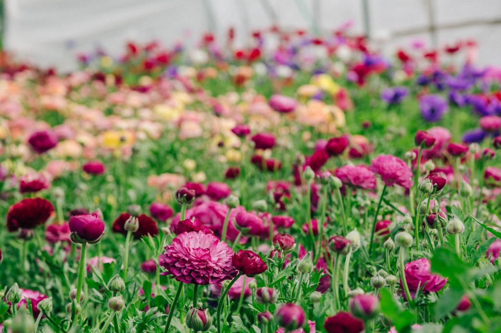Green & Gorgeous, Cutting Garden, Wedding Floristry