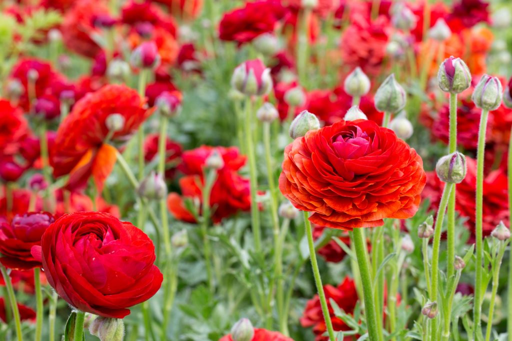Green & Gorgeous, Cutting Garden, Wedding Floristry