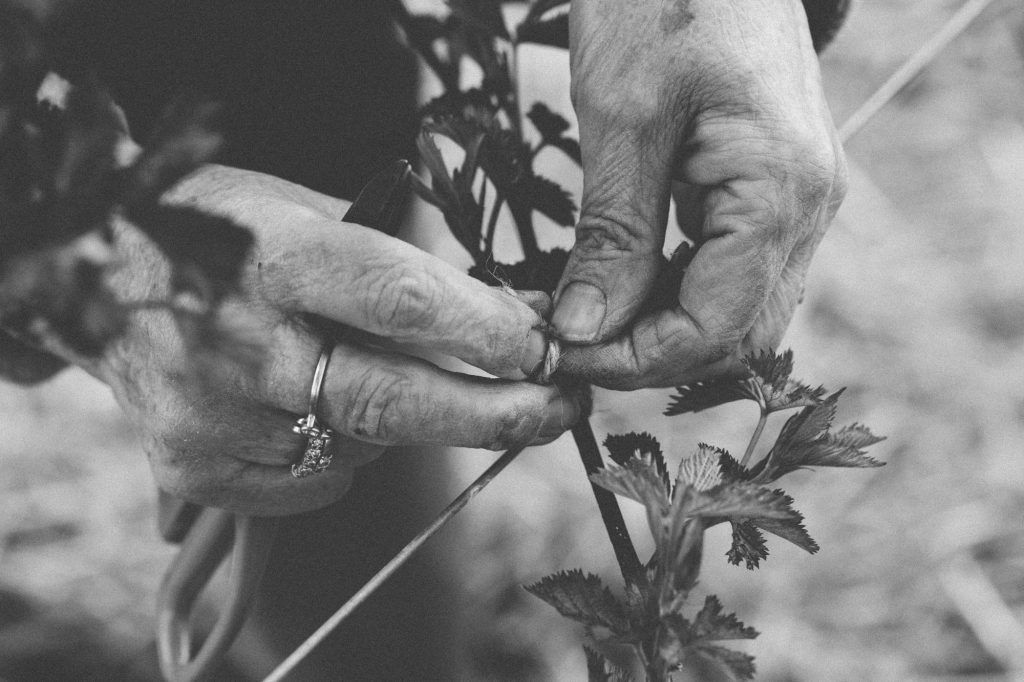 Green & Gorgeous, Cutting Garden, Wedding Floristry