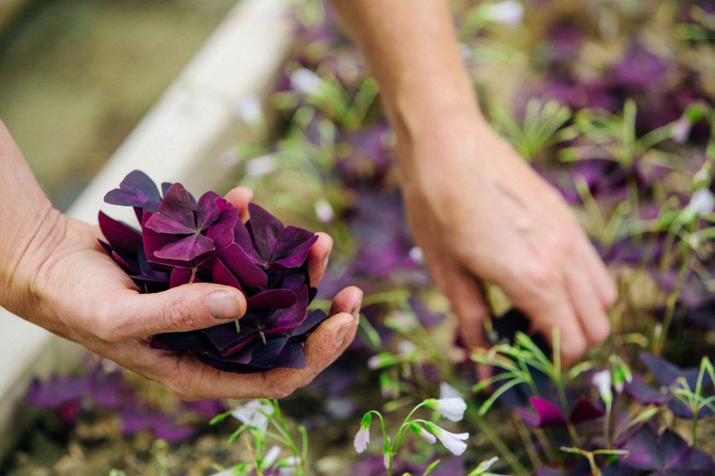 Garden Photography, Horticulture