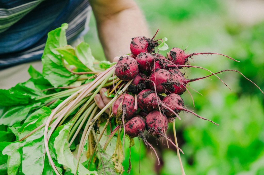 Garden Photography, Horticulture