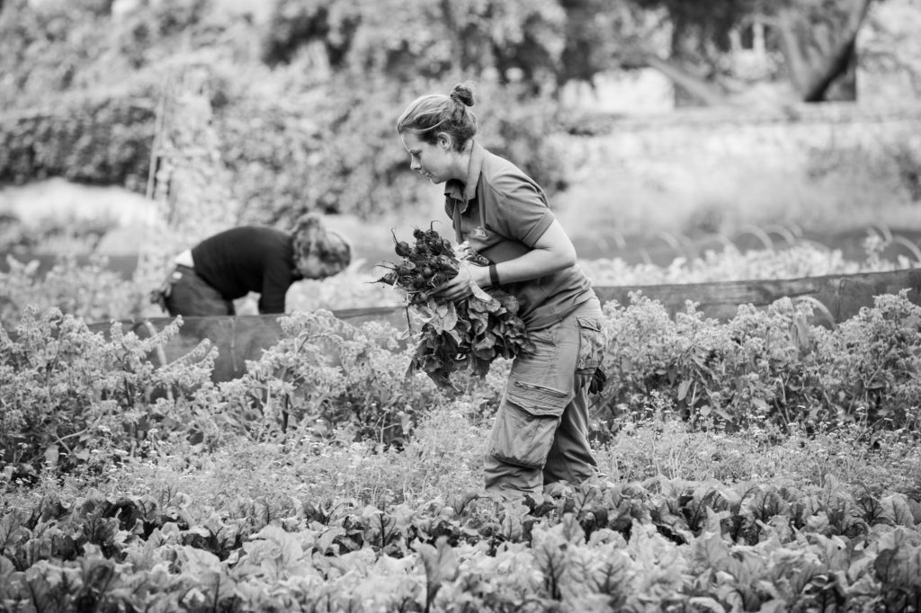 Garden Photography, Horticulture