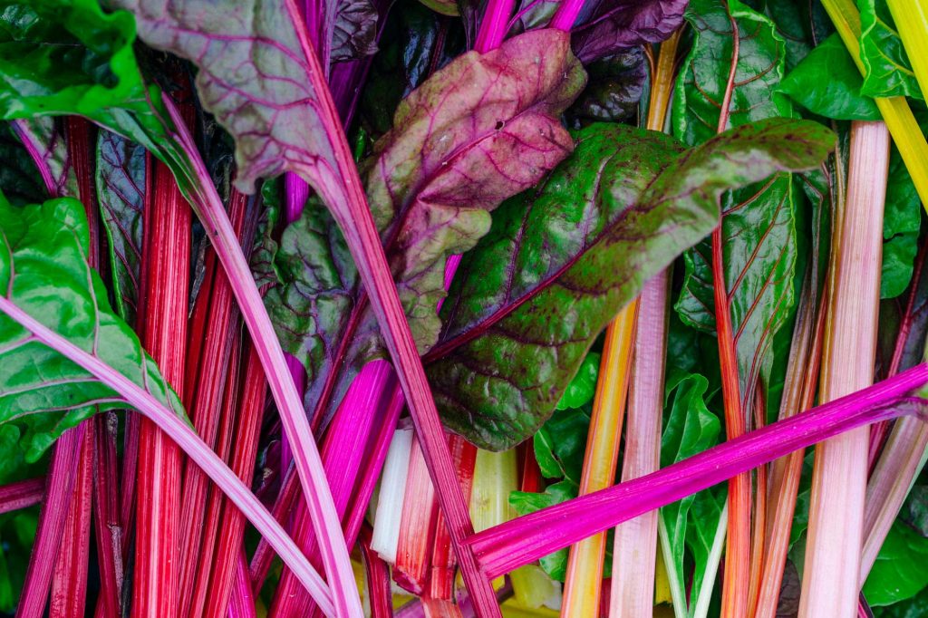 Garden Photography, Horticultural Photography, Le Manoir Garden Photography