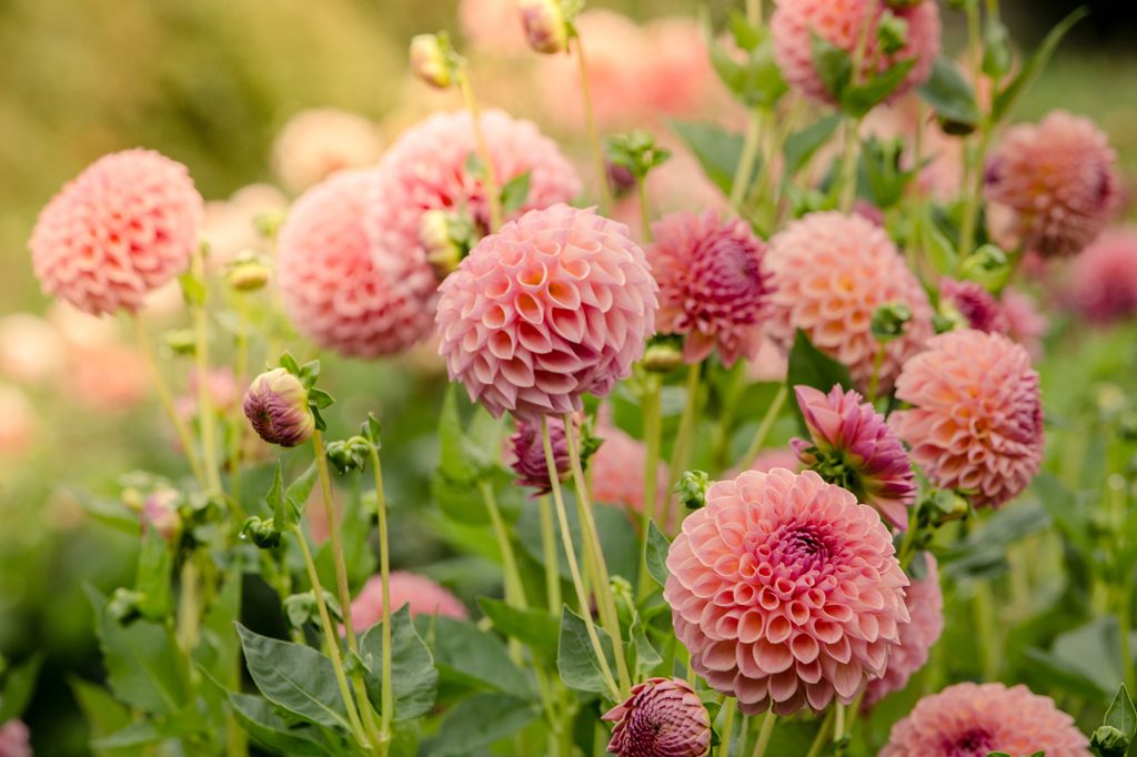 Green & Gorgeous, Cutting Garden, Wedding Floristry