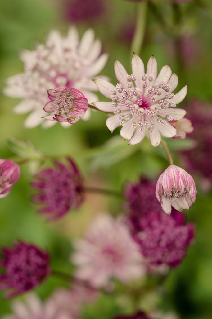Green & Gorgeous, Cutting Garden, Wedding Floristry