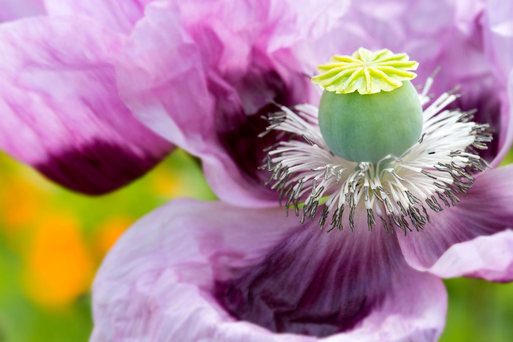 Poppy, Waterperry Gardens
