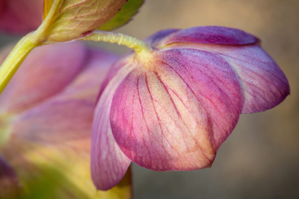 Hellebore, Waterperry Gardens