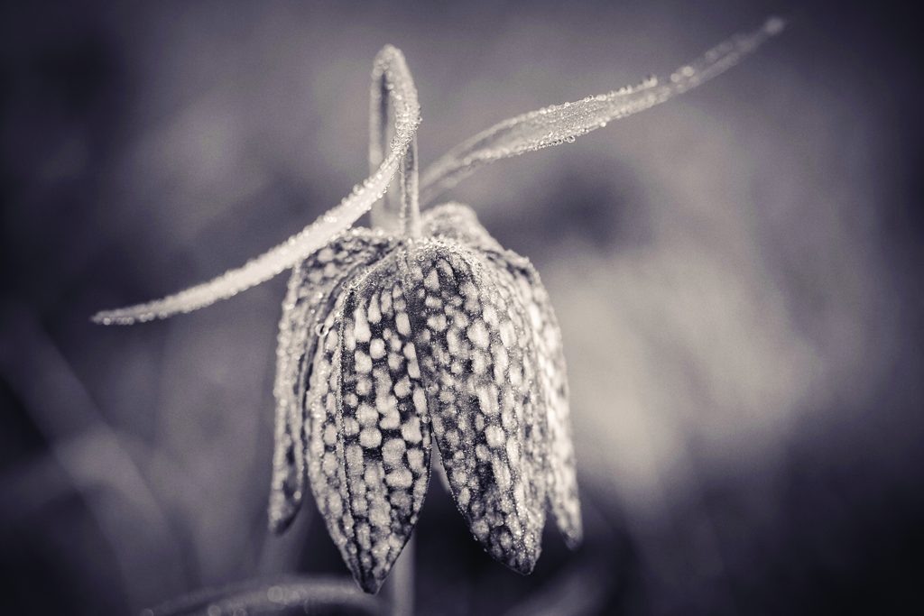 Snake Head Fritillary, Waterperry Gardens