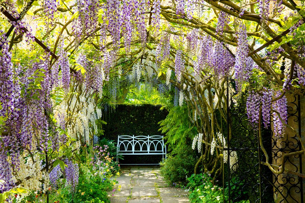 Wisteria Arch, Waterperry Gardens