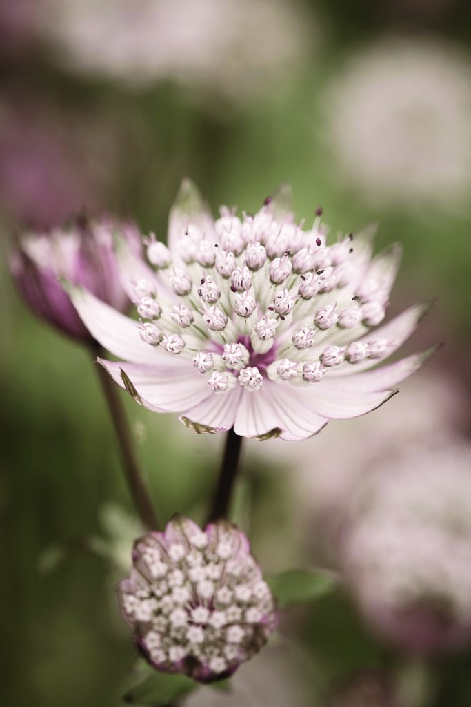 Astrantia, Waterperry Gardens