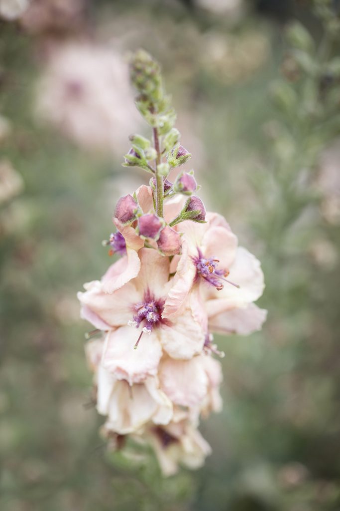 Verbascum Cotswold Beauty, Waterperry Gardens
