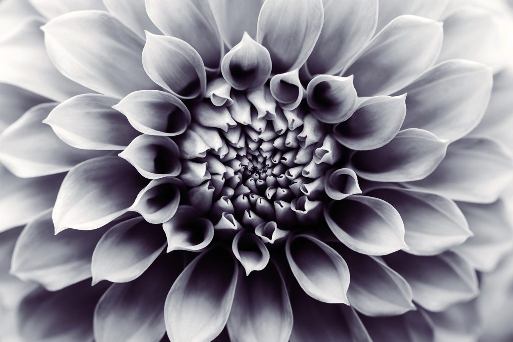 Dahlia, Waterperry Gardens