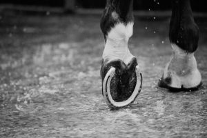 Horse Photography, Point to Point, National Hunt, Lawney Hill Racing, Horse Racing