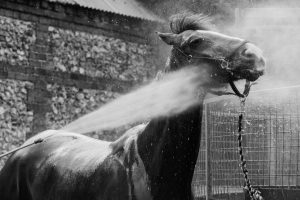 Horse Photography, Point to Point, National Hunt, Lawney Hill Racing, Horse Racing