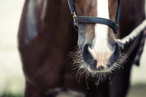 Horse Photography, Point to Point, National Hunt, Lawney Hill Racing, Horse Racing