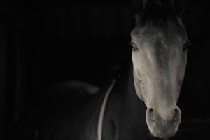 Horse Photography, Point to Point, National Hunt, Lawney Hill Racing, Horse Racing