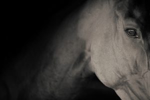 Horse Photography, Point to Point, National Hunt, Lawney Hill Racing, Horse Racing