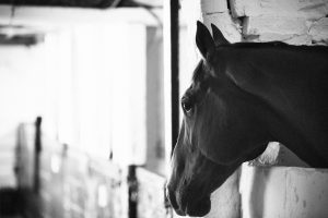 Horse Photography, Point to Point, National Hunt, Lawney Hill Racing, Horse Racing