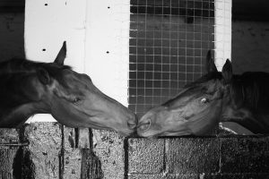 Horse Photography, Point to Point, National Hunt, Lawney Hill Racing, Horse Racing