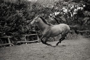 Horse Photography, Point to Point, National Hunt, Lawney Hill Racing, Horse Racing