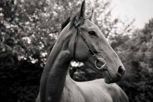 Horse Photography, Point to Point, National Hunt, Lawney Hill Racing, Horse Racing