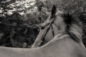 Horse Photography, Point to Point, National Hunt, Lawney Hill Racing, Horse Racing