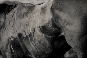 Horse Photography, Point to Point, National Hunt, Lawney Hill Racing, Horse Racing